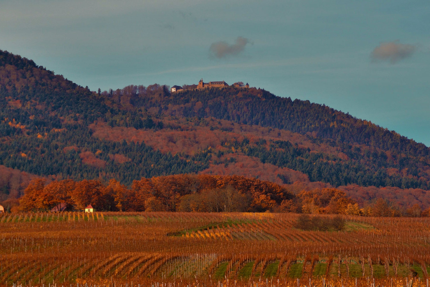 Aue - terroir vin d'Alsace