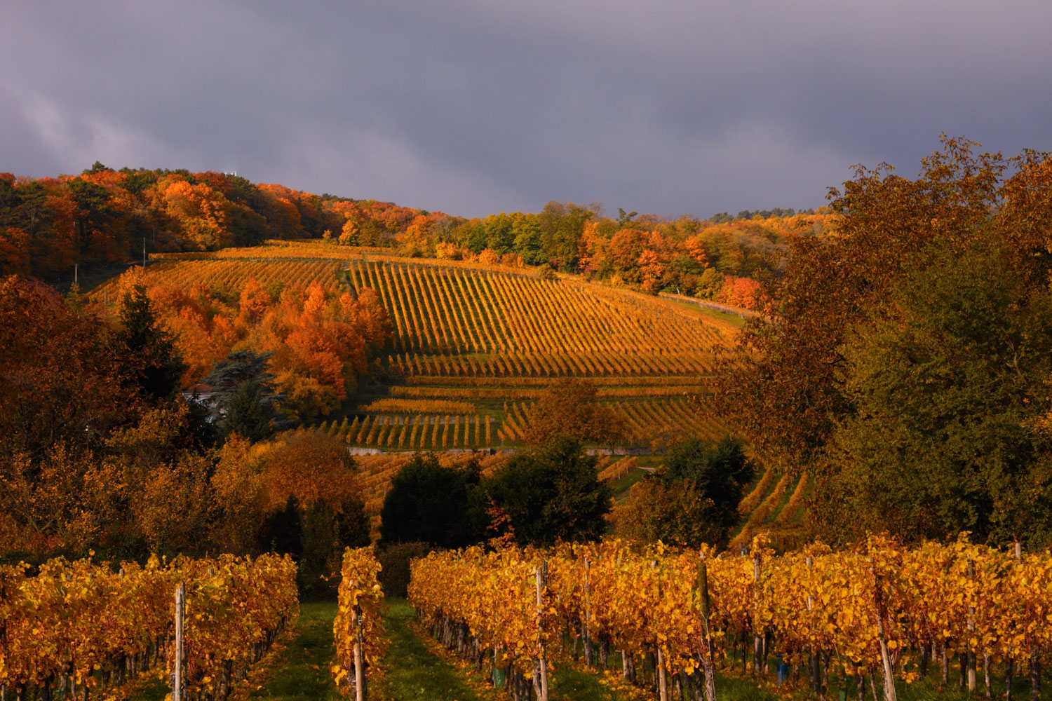 Weinberg - terroir vin d'Alsace